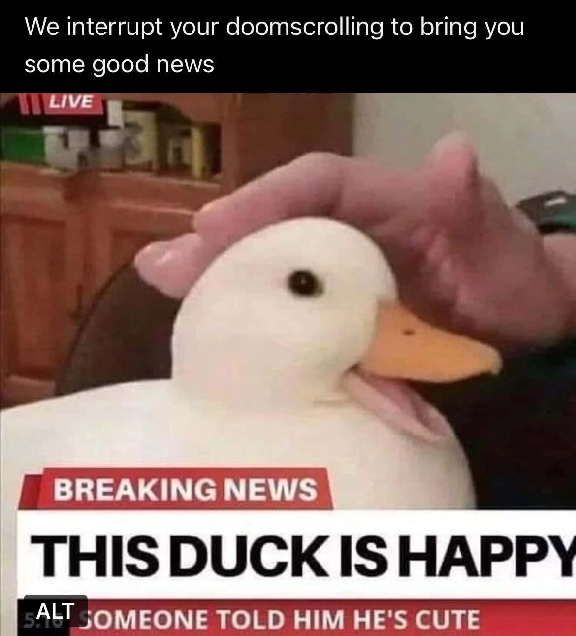 Happy duck rule