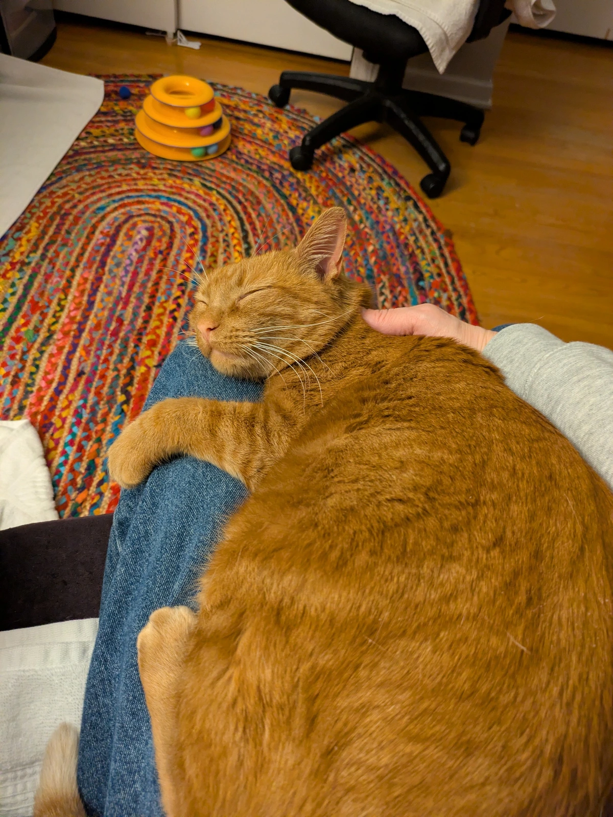 orange cat on lap 