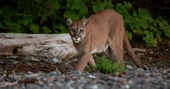REWARD Doubled: Young cougar shot, not reported, in Port Alberni
