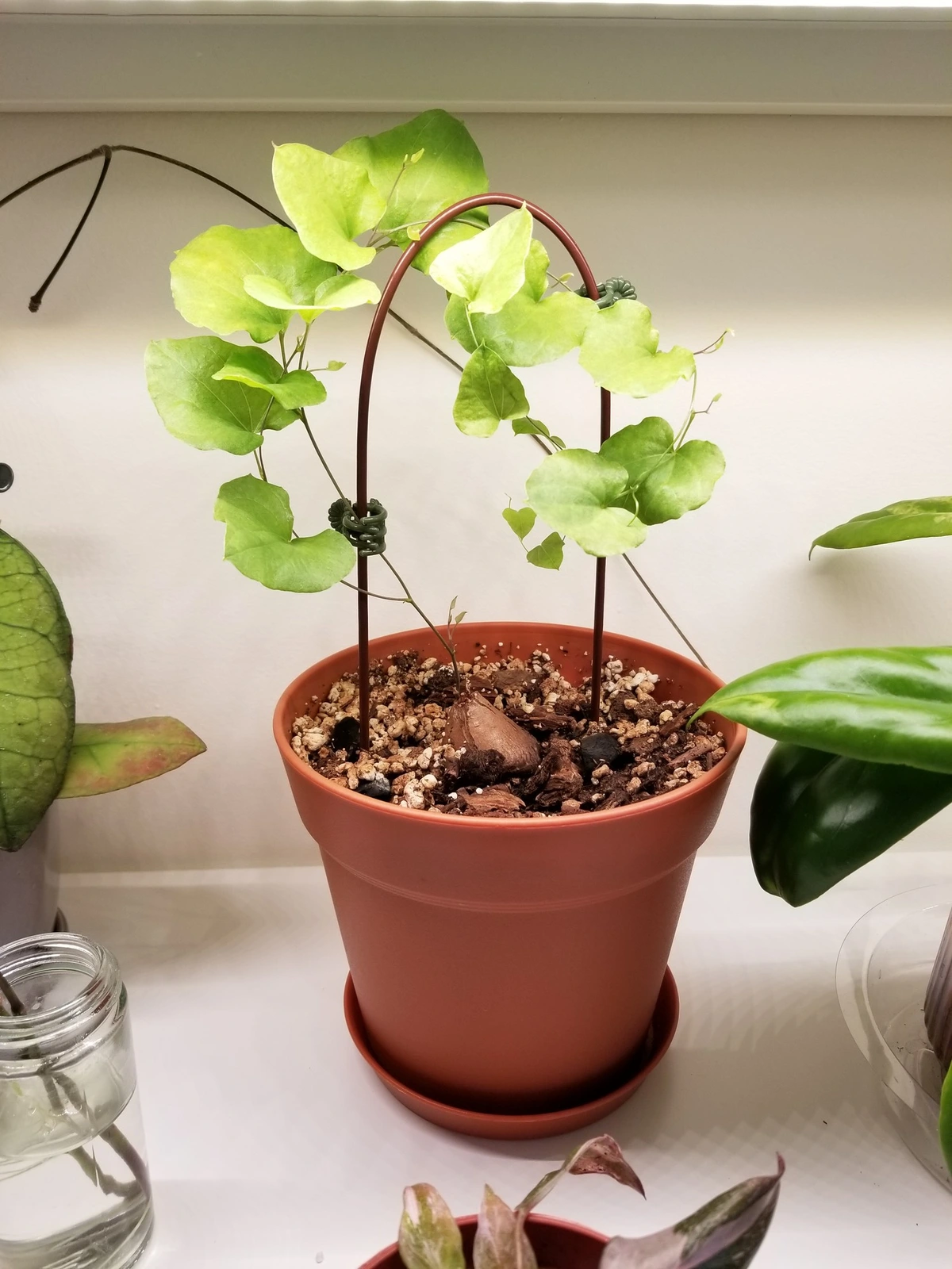 Update on my Dioscorea elephantipes