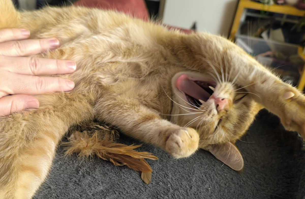 Orange Katze lässt sich den Bauch kraulen und gähnt ausgestreckt