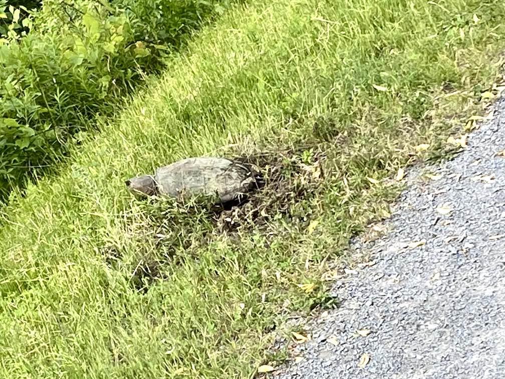 turtle laying eggs