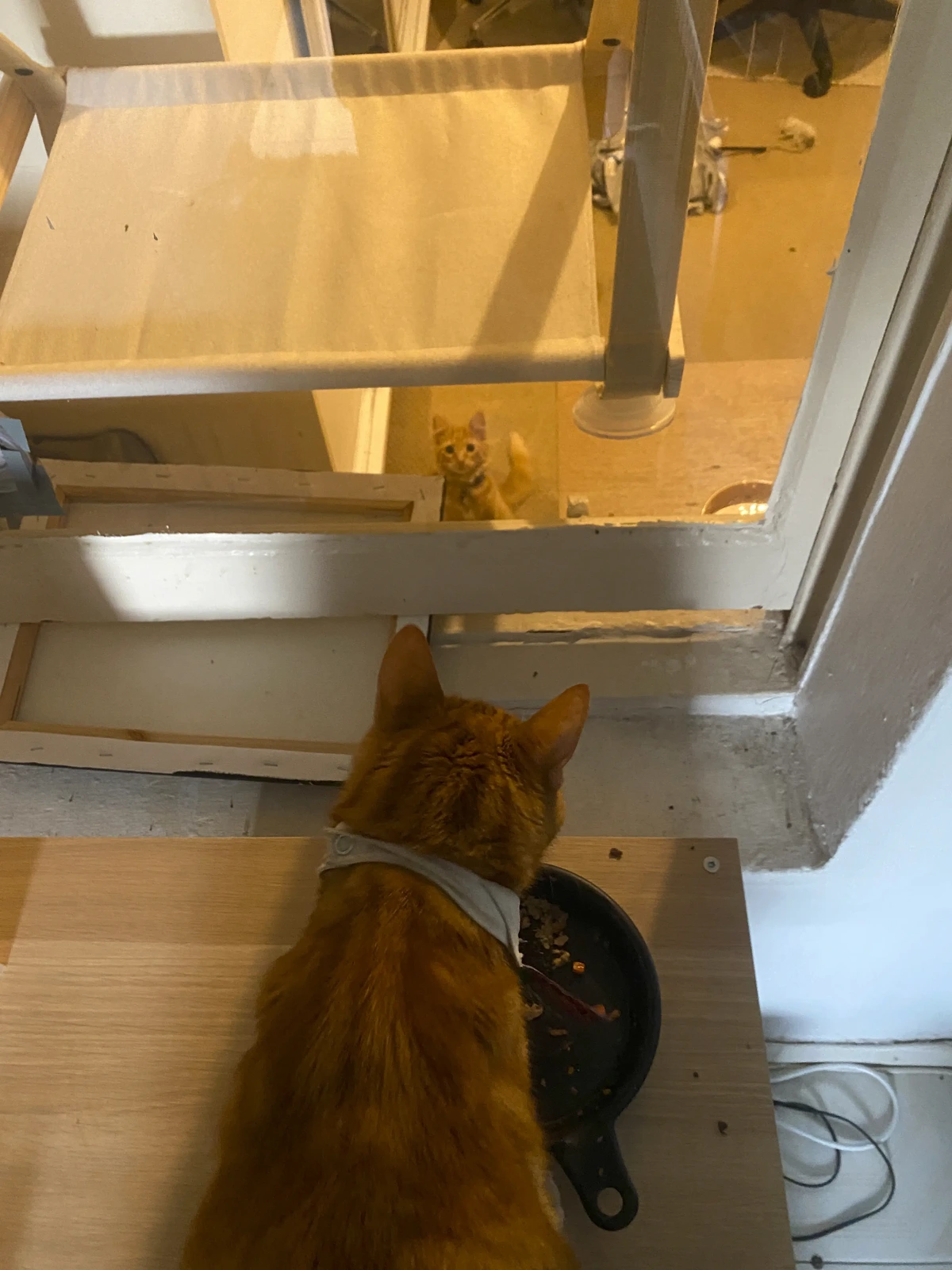 overhead shot of older ginger cat, standing over his food bowl looking into a window where a ginger kitten stares back at him.