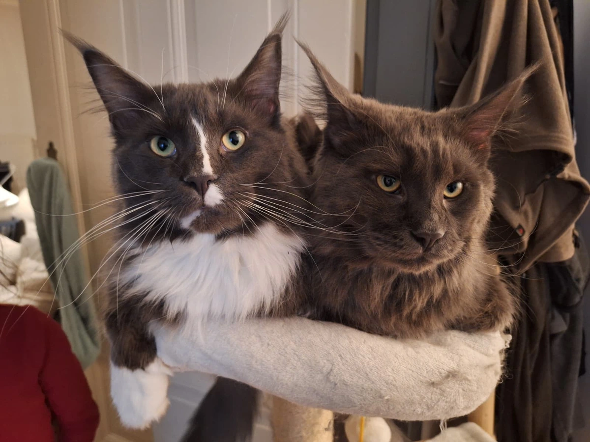 Zwei Maine-Coon-Katzen schauen von ihrem Kratzbaum in die Kamera