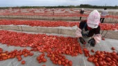China left with tomato paste mountain as sales to Italy collapse