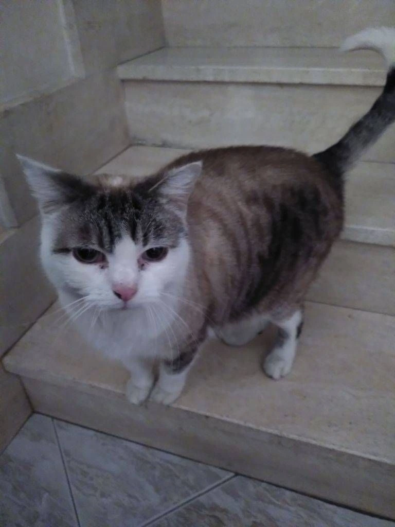 Tonight I lost my big boy due to a sudden pneumonia :(