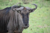 The Quiet Revolution: GNU/Linux Crosses 6% Desktop Market Share—And It’s Just the Beginning – Purism