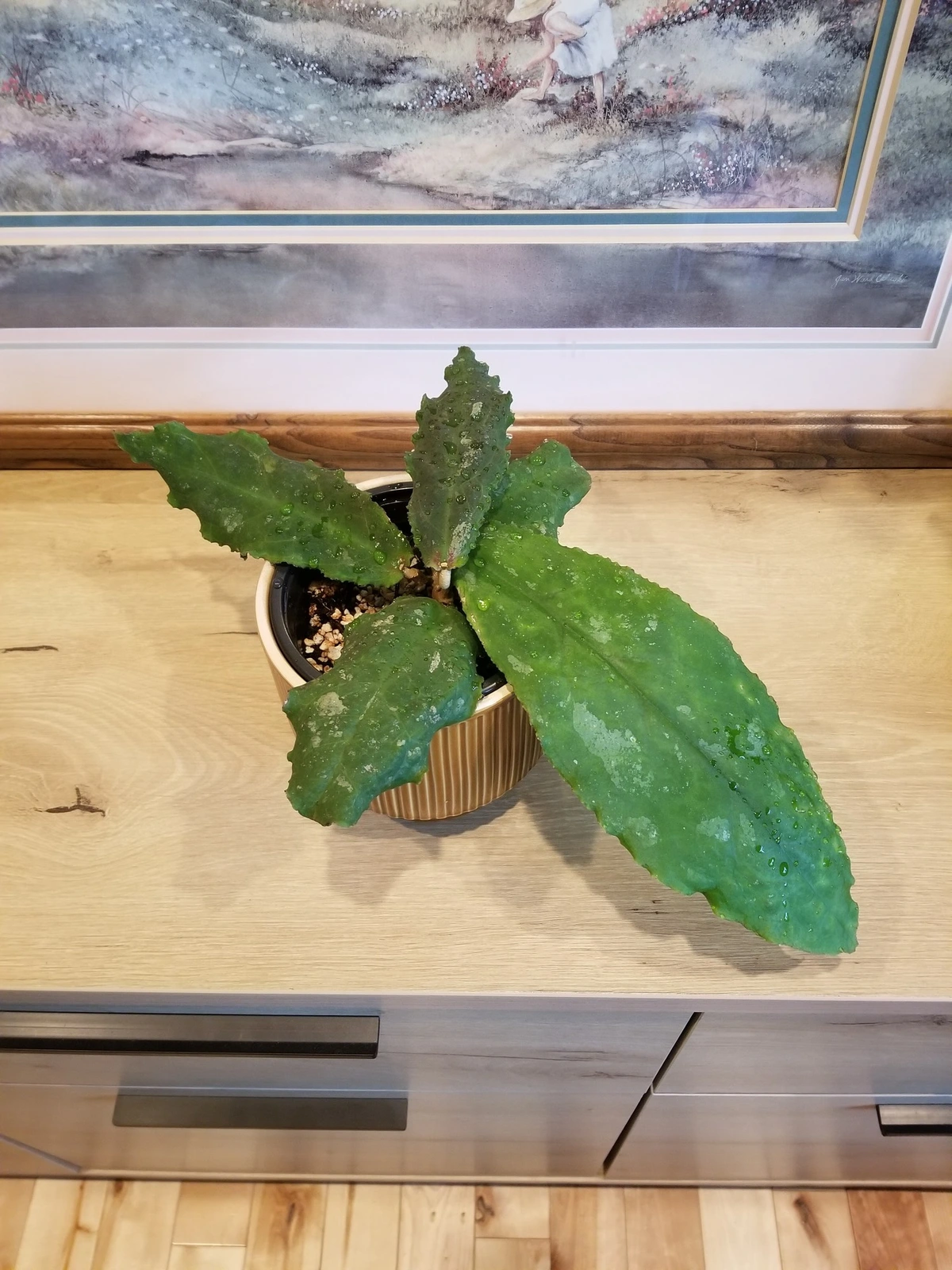 Hoya undulata threw out a massive new leaf