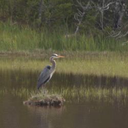 GreatBlueHeron